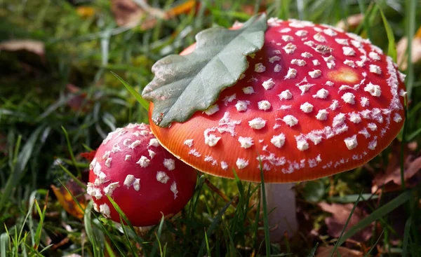 Twee Paddestoelen Een Groene Gras Achtergrond — Stockfoto