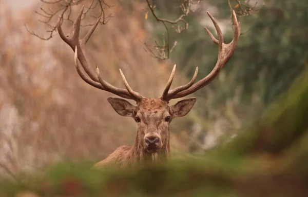 大きな角を持つ森林鹿 — ストック写真
