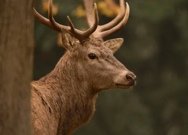 美しい角のある森の鹿 — ストック写真