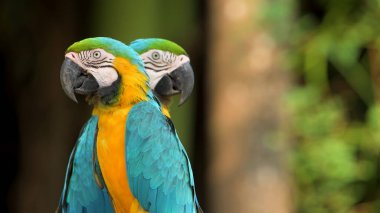 Farklı yönlere bakan iki mavi ve sarı papağan.