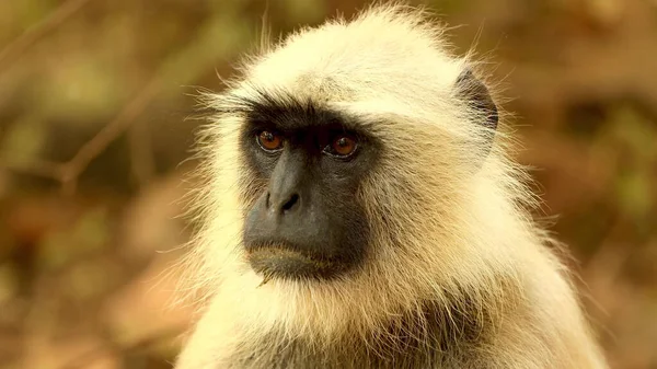 Cute Monkey Face Close — Stock Photo, Image