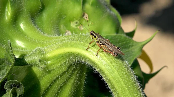 Een Sprinkhaan Zittend Een Zonnebloem — Stockfoto