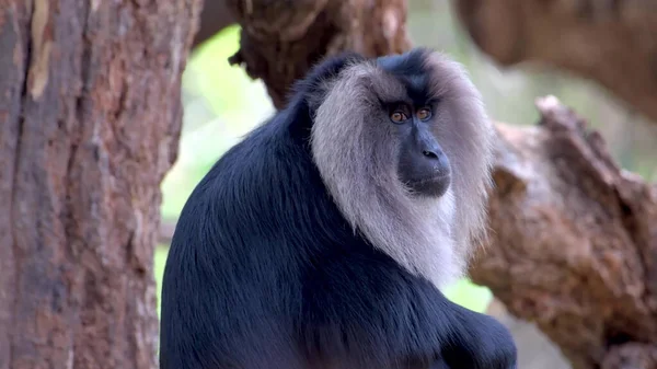 Ape Adulto Grande Entre Los Árboles — Foto de Stock