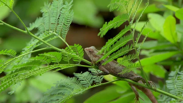 蜥蜴栖息在植物茎上的蜥蜴 — 图库照片