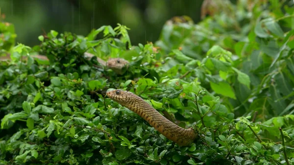 Змеи Выползают Зарослей — стоковое фото
