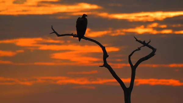 夕日を背景に木の上に座っているハゲタカ — ストック写真