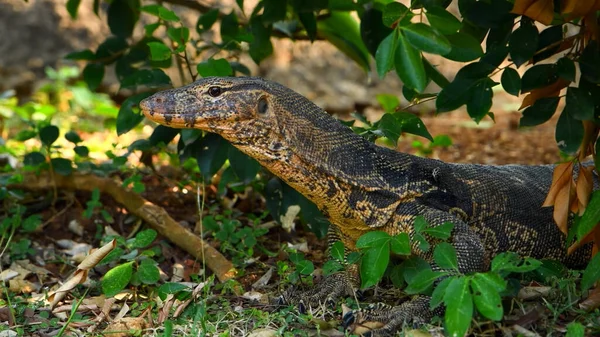 一只监测蜥蜴从灌木丛中窥探出来 — 图库照片