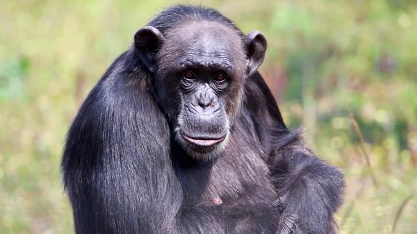 Adulto Chimpanzé Perto — Fotografia de Stock