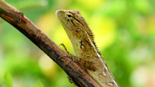 Eidechse Auf Einem Ast Aus Nächster Nähe — Stockfoto