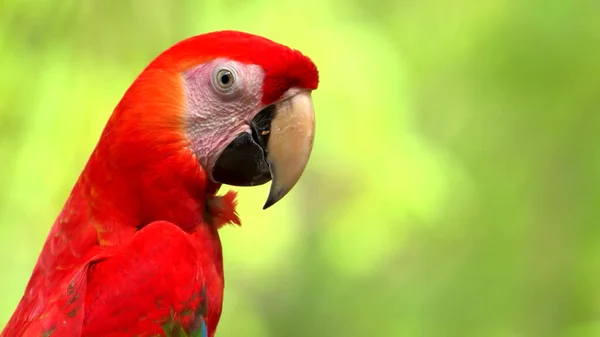 Красный Красивый Попугай Профиль — стоковое фото
