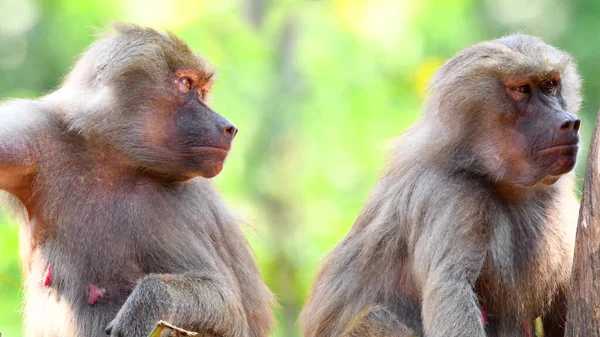 Dos Monos Sentados Uno Lado Del Otro — Foto de Stock