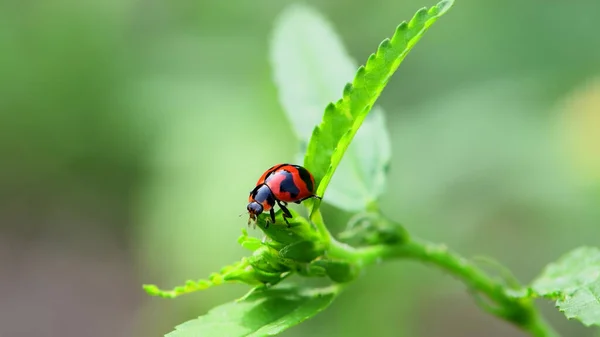 Lieveheersbeestje Een Plant — Stockfoto