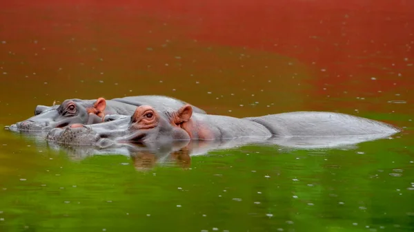 Dos Enormes Hipopótamos Agua —  Fotos de Stock