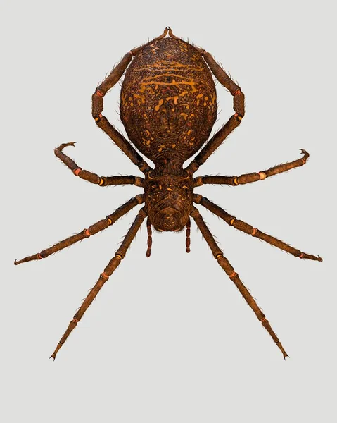一只棕色的大蜘蛛 Rendering — 图库照片