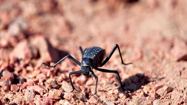 Μαύρο Σκαθάρι Τρέχει Στο Έδαφος — Φωτογραφία Αρχείου