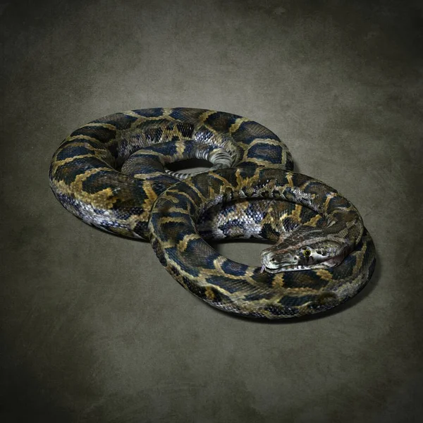 Великий Зубний Python Ілюстрація — стокове фото
