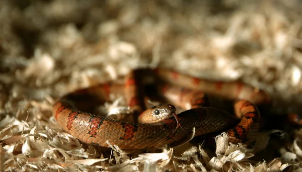 Zbliżenie Węża Zwiniętego — Zdjęcie stockowe