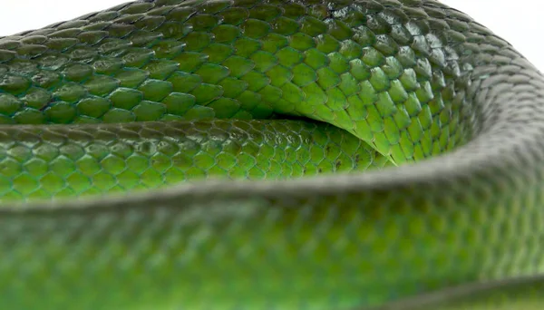 緑のヘビスキンのクローズアップ — ストック写真