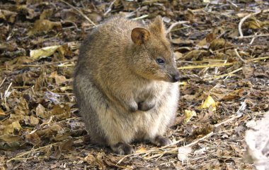 Quokka kangurusu yerde oturuyor.
