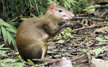 Agouti yeşil yaprakların arka planında