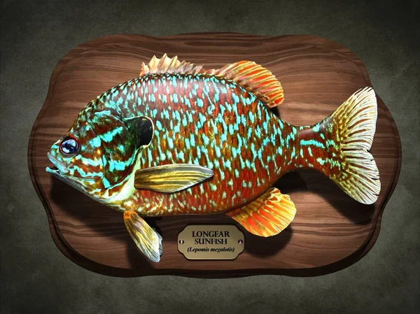 Longear Sunfish Ilustrasi — Stok Foto