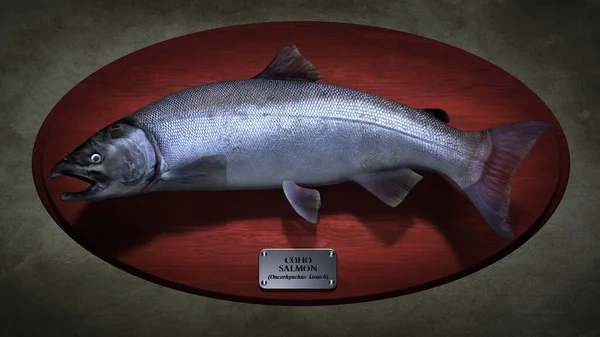 Ikan Salmon Coho Ilustrasi — Stok Foto