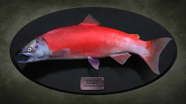 Salmon Sockeye Fish Ilustrasi — Stok Foto