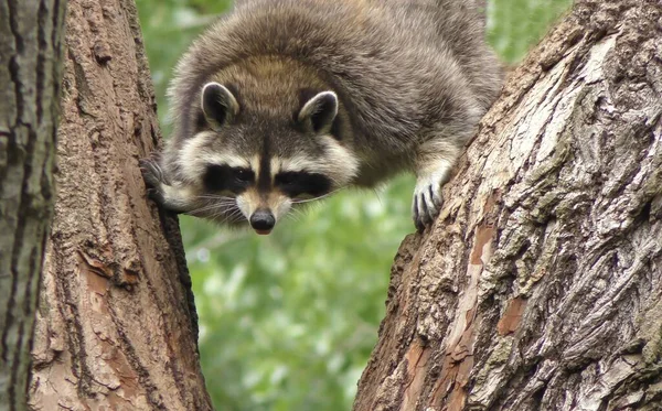 Raccoon Climbing Tree — Stock Photo, Image