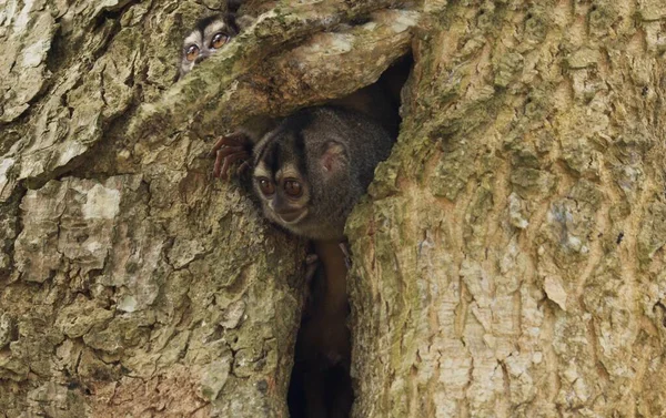 Lori Lemurs Hiding Tree — Stock Photo, Image