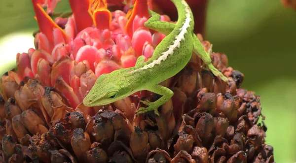 一个蜥蜴坐在植物上 — 图库照片
