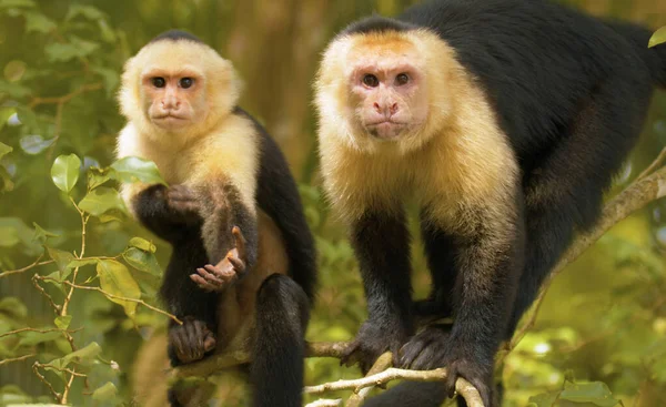 Dos Monos Divertidos Acercan — Foto de Stock