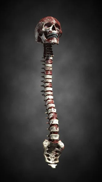 頭蓋骨と骨の構成 3Dイラスト — ストック写真