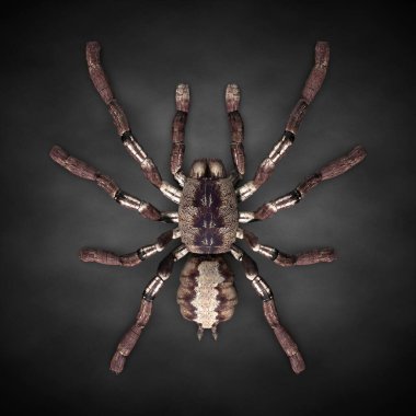 Tarantula örümceği yakın plan. 3d illüstrasyon