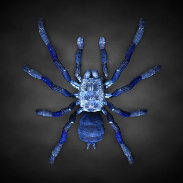 タランチュラクモの接近 3Dイラスト — ストック写真