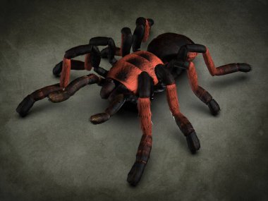 Tarantula örümceği yakın plan. 3d illüstrasyon