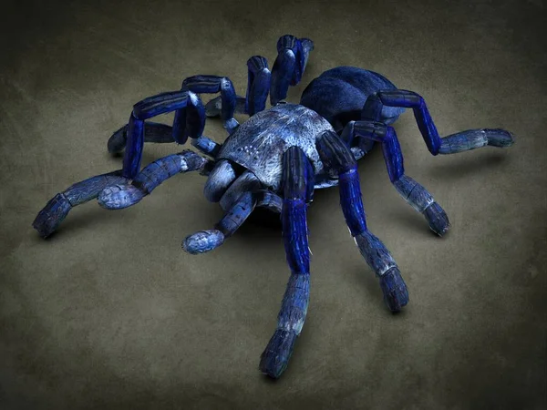 타란툴라 거미의 사진입니다 — 스톡 사진