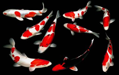 Güzel Japon balığı sazan balığı kui