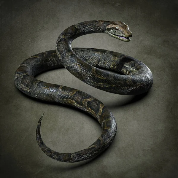 Black snake isolated Stock Photos, Royalty Free Black snake isolated ...