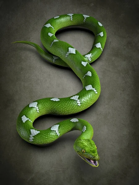 Python Close Illustration — Stock Photo, Image