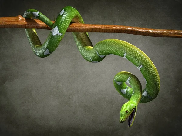 Python Close Illustration — Stock Photo, Image