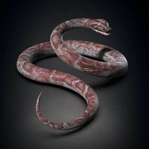 Pythonのクローズアップ 3Dイラスト — ストック写真