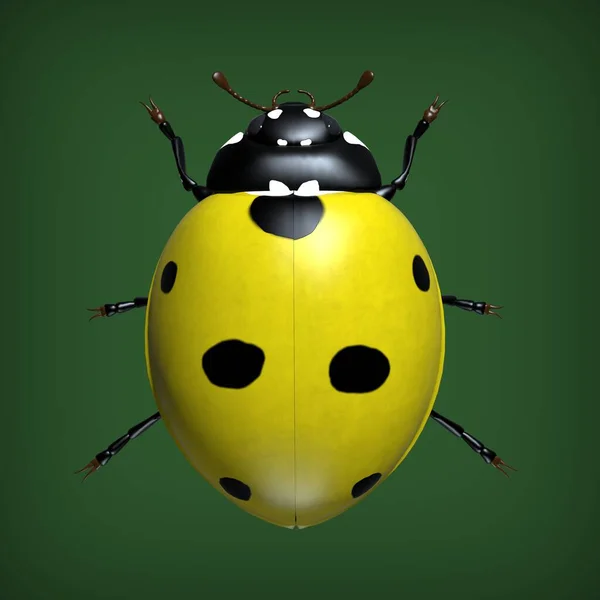 Les Insectes Sont Des Coccinelles Illustration — Photo