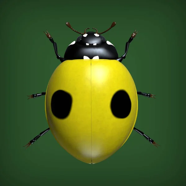 Les Insectes Sont Des Coccinelles Illustration — Photo