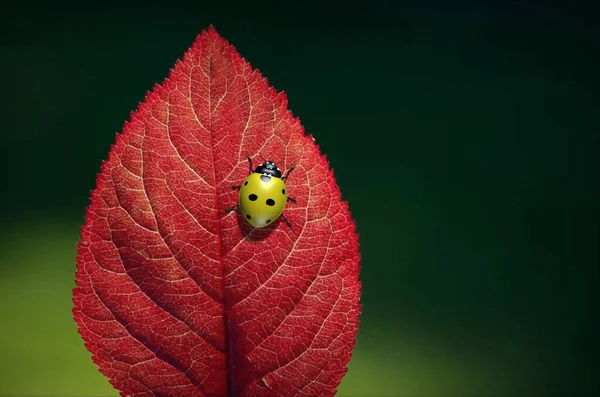 Insecten Zijn Lieveheersbeestjes Illustratie — Stockfoto