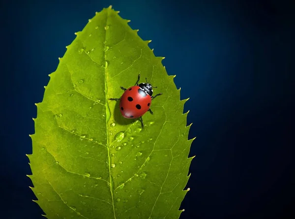 昆虫はテントウムシです 3Dイラスト — ストック写真