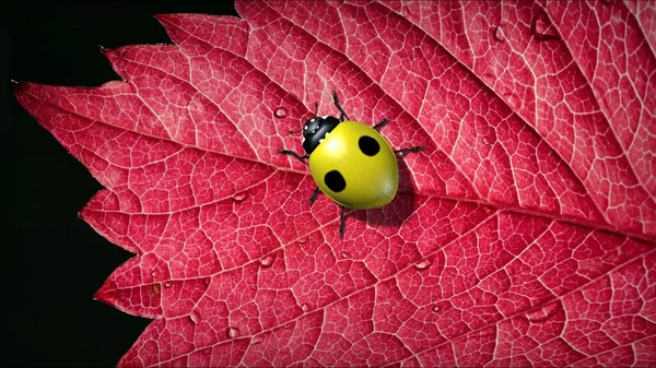 昆虫はテントウムシです 3Dイラスト — ストック写真
