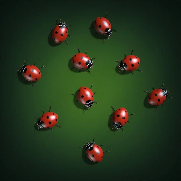 Insekter Nyckelpigor Illustration — Stockfoto