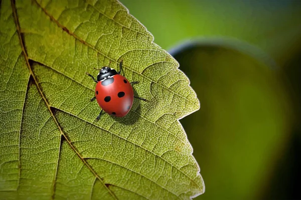 Les Insectes Sont Des Coccinelles Illustration — Photo