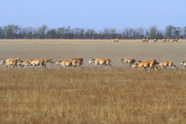 Saiga tatarica