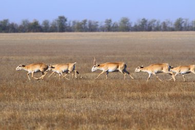 Saiga tatarica